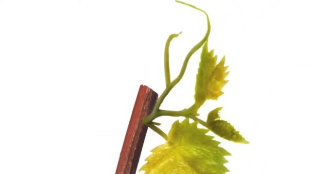 Parafarmacia Millenium presenta Caudalíe Resveratrol Lift.