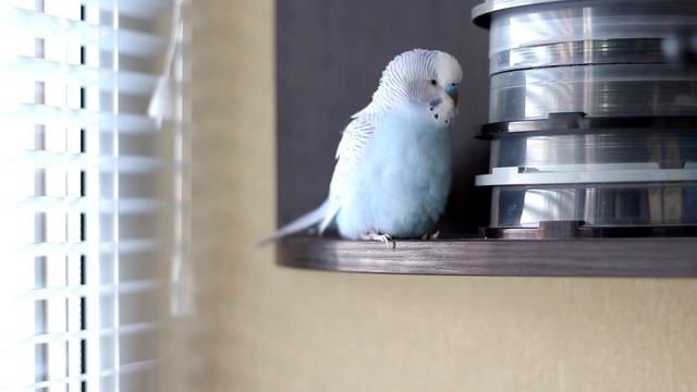 ГОВОРЯЩИЙ ПОПУГАЙ ТОША