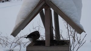 Снегири и другие птицы на кормушке