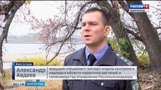 Об обнаружении в Волгоградской области карантинного вредителя – ясеневой изумрудной златки. смотреть онлайн