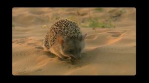 Колючие факты. Интересно о ёжиках.