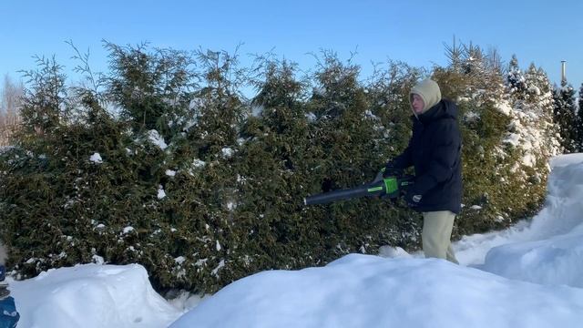 Winter thuja hedge care. Уход за туями зимой. Живая изгородь. смотреть онлайн