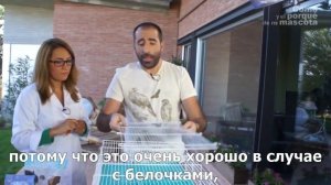Дегу-приготовление клетки (часть 1)