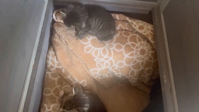 ЖИЗНЬ В АМЕРИКЕ / СЕМЕЙНЫЕ ОТНОШЕНИЯ / КАК ПРИГОТОВИТЬ ГРИБНОЙ СУП смотреть онлайн