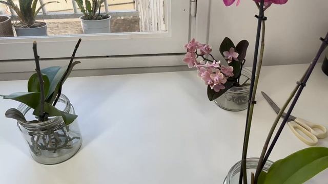 Корни орхидей без грунта на просушке / Как я поливаю мои орхидеи без грунта / Атака на цветы орхиде смотреть онлайн