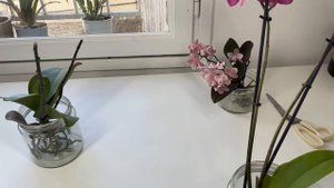 Корни орхидей без грунта на просушке / Как я поливаю мои орхидеи без грунта / Атака на цветы орхиде