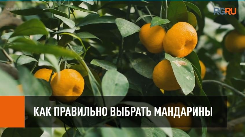 Как правильно выбирать и хранить мандарины