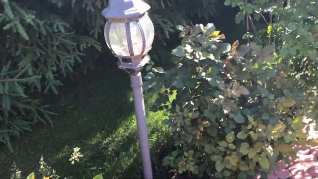 САД РОЗ, МОЛОДОЙ САД. Розы Дэвида Остина 2017 год июнь. смотреть онлайн