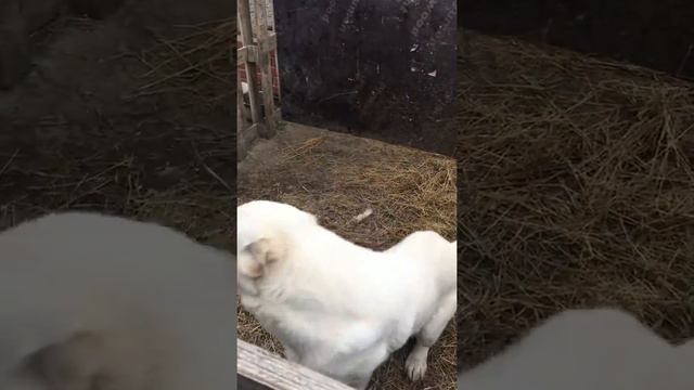 Умница Алабай Гурам дрессировка. смотреть онлайн