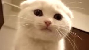 Белый котенок прикольно мяукает