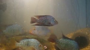 Цихлазома бриллиантовая Аквариумные рыбки