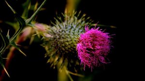 О кислотности почвы могут рассказать сорняки на вашем участке!