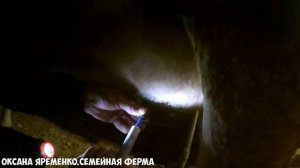 У коровы одна доля не доится. Просто воспаление или мастит?