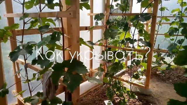Северный виноград Пермского края. Выращивание и укрытие на зиму в теплице.