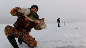 Ловля окуня на балансир. Ловля крупного окуня. Ловля крупного окуня на жерлицы / Горбачи