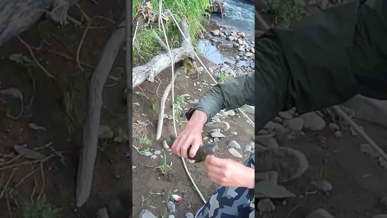 Редкий экземпляр горного ручья смотреть онлайн