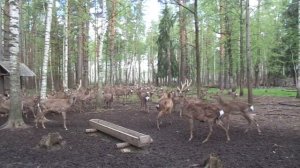 Олени на Экотропе Копорье (Нижегородская область)