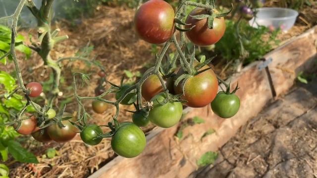 Обзор томатов Ч.1 ЧЁРНЫЕ уголёк, черничный десерт, чёрный жемчуг и вишенка чёрная. смотреть онлайн