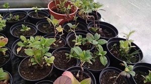 8 ноября,крупнолистная Гортензия в расцвете сил!!!