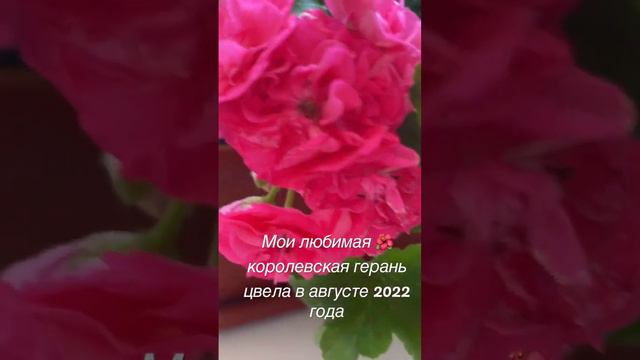Моя любимая королевская герань цвела в августе 2022 года смотреть онлайн