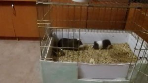 Морские свинки,  ссылается на свинью, на французском cochon d’Inde индийская свинья.mp4