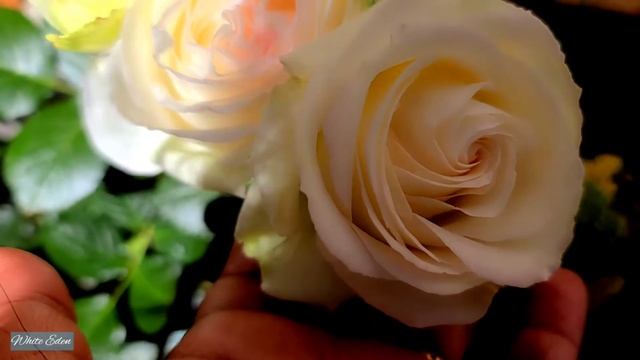 White Eden Climbing Rose / Meilland Rose смотреть онлайн