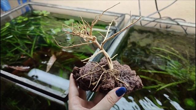 Мои композиции из лавы и коряг смотреть онлайн