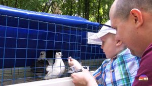 Выставка голубей в парке Гомеля, голубиная выставка, разные породы голубей. 2019. Часть 2