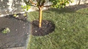 Правильный полив деревьев на газоне с помощью автополива