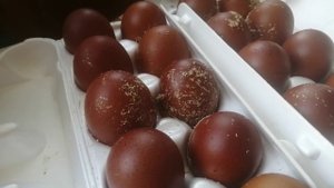 Куры черно-медный и  голубо-медный Маран. Смешивание окрасов.
