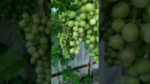 Растила Клубничный Шаповалова - выросла Маша Шаповалова. Виноград Теплова Татьяна