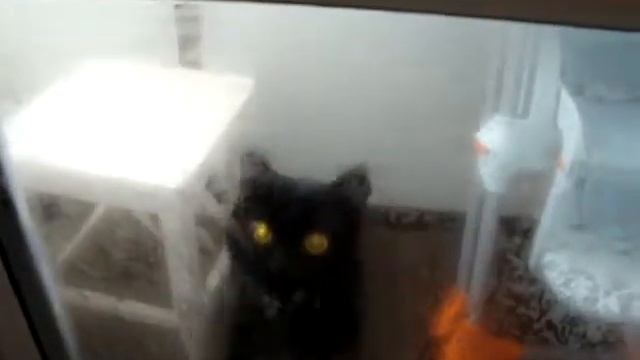 Кошка просится в комнату Ржака смотреть онлайн