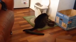 Я РЖАЛ ЦЕЛЫЙ ЧАС _ ТЕСТ НА ПСИХИКУ, ПОПРОБУЙ НЕ ЗАСМЕЯТЬСЯ