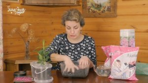 Секрет успеха для азалий и рододендронов – правильный грунт.