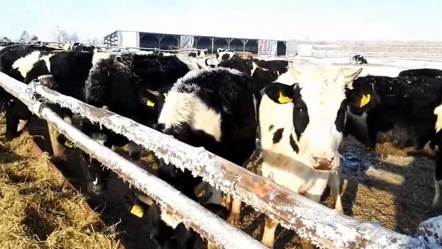 Ферма КРС. Содержание КРС зимой без коровника