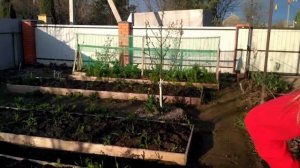 Весенний обзор нашего сада. Делаю двухплоскостные шпалеры для винограда.