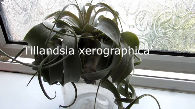 Our Tillandsia 'Airplants' put away in their new homes смотреть онлайн