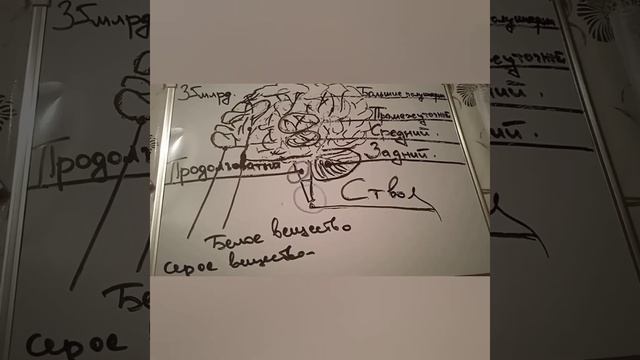 Центральная нервная система. Мозг смотреть онлайн