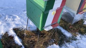 Зимовка пчел на воле. СТРЕТЧ-ПЛЕНКА от сквозняков под ульем на сетчатом дне зимой.