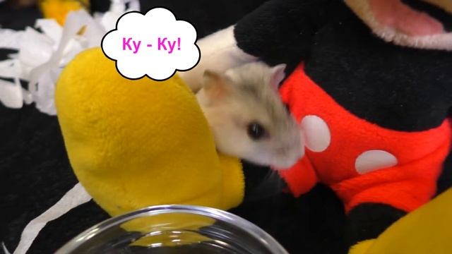 Джунгарский Хомяк Буся и Мягкие Игрушки. Видео с Хомяками