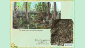 Образование и использование каменного угля