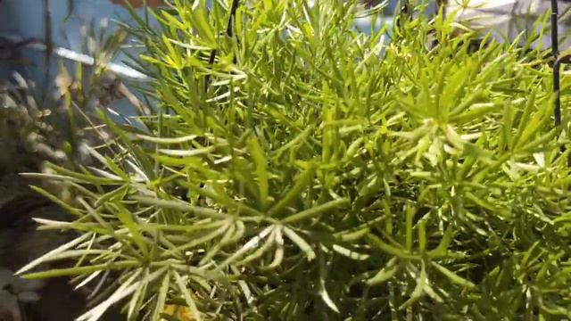 fast growing hanging plant for summer ll summer best hanging plant #asparagus #hangingplant
