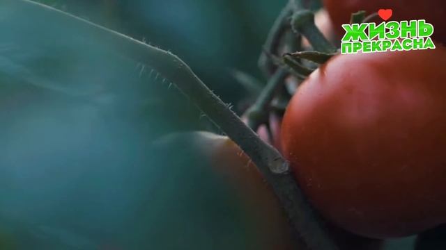 Томаты дают ранний урожай и плодоносят до холодов, полейте этим
