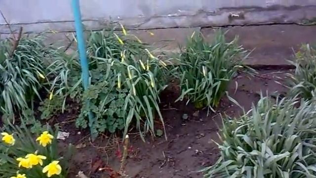 Расцвели желтые нарциссы