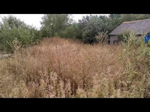 Комплексная расчистка участка