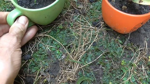 ДЕНЕЖНОЕ ДЕРЕВО ТОЛСТЯНКА  СОРТА И РАЗНОВИДНОСТИ. Как улучшить крону денежного дерева.