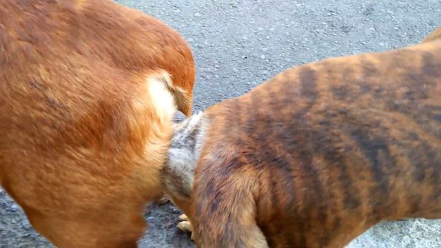 Pejantan Tanguh#anjing Kawin