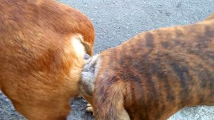 pejantan tanguh#anjing kawin