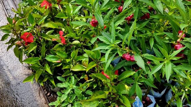 Galiff Street Wholesale Flower Plants Market Visit | Largest Market In Kolkata. смотреть онлайн