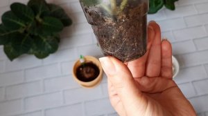 Клубни глоксиний проснулись. Переваливаю укорененные макушки и сеянцы.